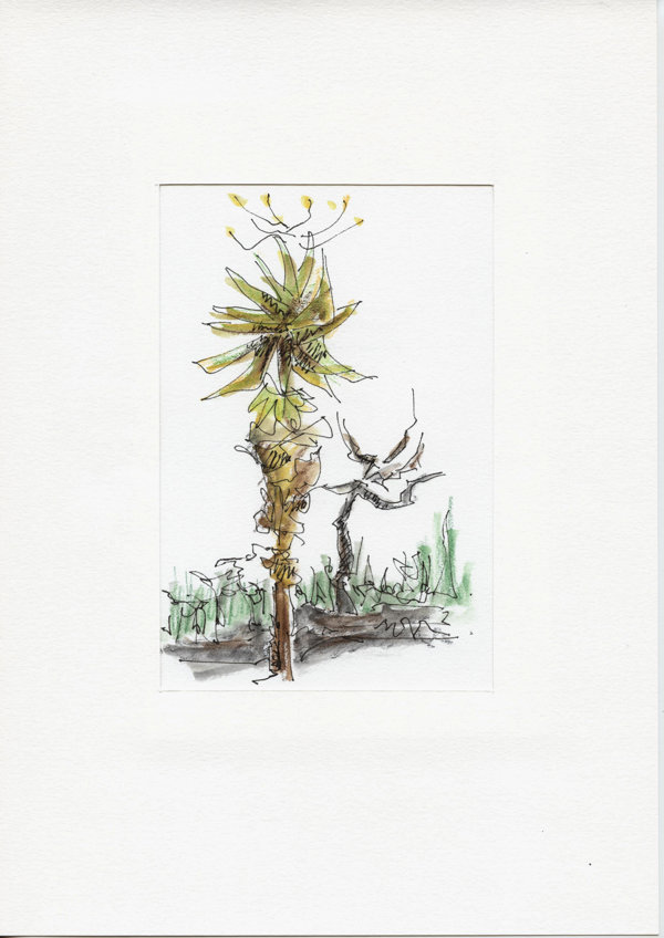 Wildpark Hluhluwe (Zwasiland)