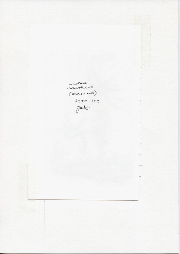 Wildpark Hluhluwe (Zwasiland) (Backside)